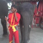 Elephant Camp and baby elephant with Mahut in Ayutthaya