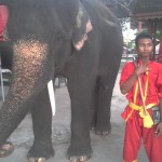 Elephant Camp and larger elephant with Mahut in Ayutthaya