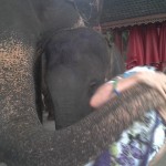 Narelle caught unawares kissed by the elephant