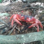 red crab Christmas Island