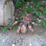 Robber Crab on Christmas Island